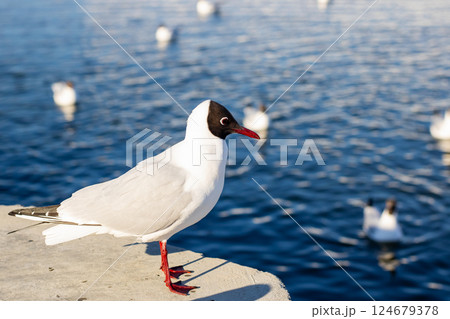 A seagull with a red beak stands on a ledge by the water A seagull with a red beak stands on a ledge by the water 124679378