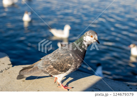 A pigeon is standing on a ledge that is positioned next to a body of water 124679379