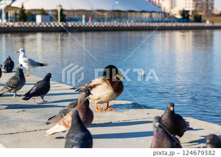 A solitary duck is currently standing in the midst of a flock of pigeons 124679382