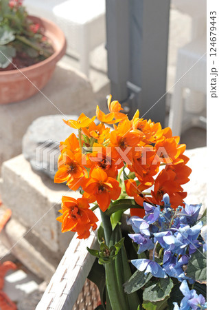 Spring flowers on streets in city, Italy. Seasons and nature. Background for design.  124679443