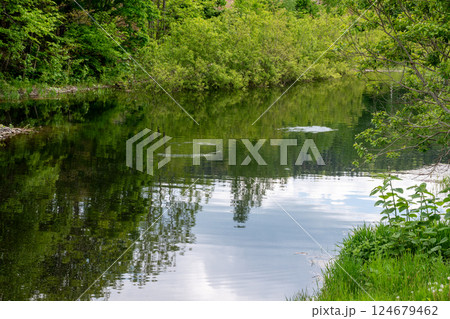 新緑を映す水面の波紋 124679462