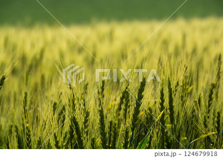 緑のムギの穂 緑のムギの穂 124679918