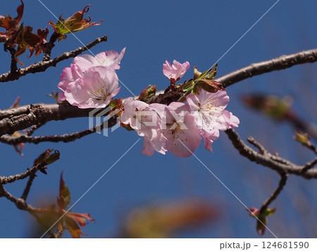 横並びに咲いたサトザクラの花々(枝についたピンクの桜の花) 横並びに咲いたサトザクラの花々(枝についたピンクの桜の花) 124681590