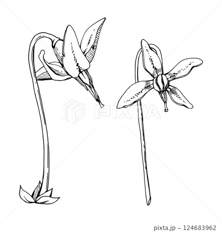 Cranberry pink lily flower bud on long stalk stem, wildflower inflorescence. Botanical illustration vector hand drawn in ink. Isolated single elements. Scrapbooking, wedding, florist shop, decoupage Cranberry pink lily flower bud on long stalk stem, wildflower inflorescence. Botanical illustration vector hand drawn in ink. Isolated single elements. Scrapbooking, wedding, florist shop, decoupage 124683962