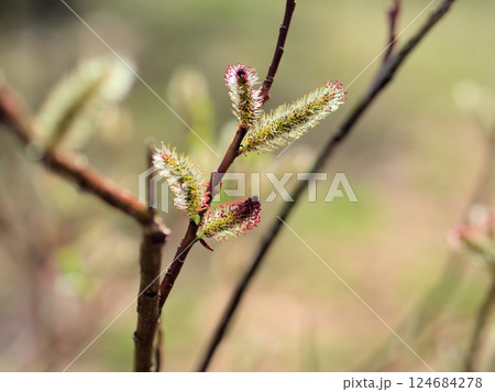 3月に咲いた可愛らしいクロヤナギの花 124684278