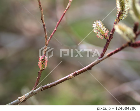 3月に咲いた可愛らしいクロヤナギの花 3月に咲いた可愛らしいクロヤナギの花 124684280