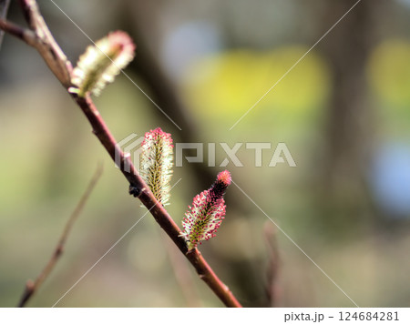 3月に咲いた可愛らしいクロヤナギの花 124684281