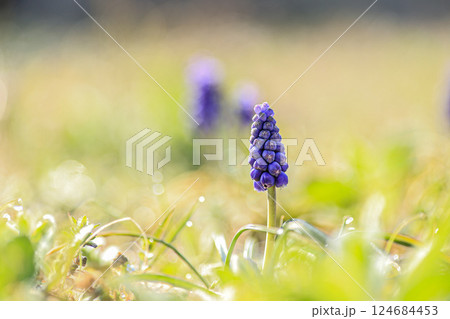 ムスカリ ムスカリ 124684453