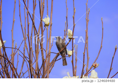 木にとまるヒヨドリ 124684480