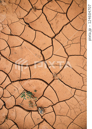 Takir, takyr soil and green plant in desert Takir, takyr soil and green plant in desert 124684707