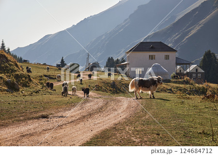A herd of yaks grazing in a meadow 124684712