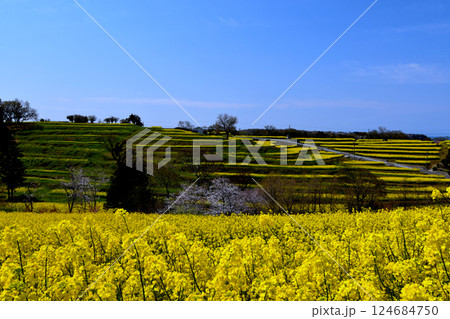 長崎鼻の春の菜の花畑2025 124684750