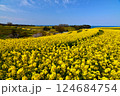長崎鼻の春の菜の花畑2025 124684754