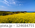 長崎鼻の春の菜の花畑2025 124684755
