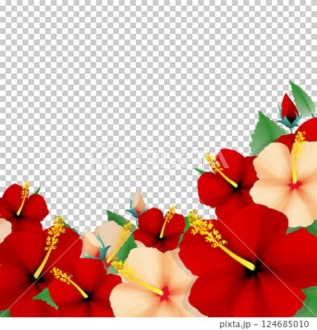 Hibiscus Hibiscus 124685010