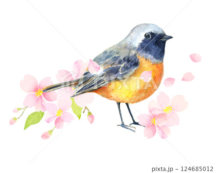 水彩イラスト　ジョウビタキと見頃の桜 124685012