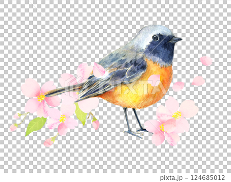 水彩插圖：盛開的知更鳥和櫻花 124685012