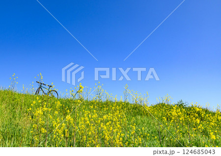 春の風景・自転車と菜の花と青空 春の風景・自転車と菜の花と青空 124685043