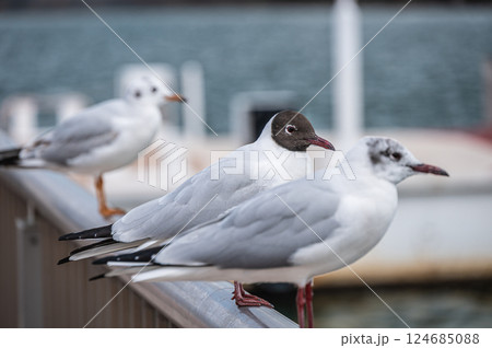 夏羽のユリカモメ　琵琶湖大津港　滋賀県大津市 124685088