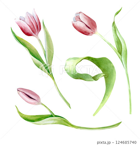 Watercolor pink tulips isolated on a white background. Botanical illustration. Beautiful spring flowers for the design of invitations, postcards, greetings. 124685740