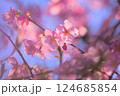 青空を背景にした河津桜 124685854