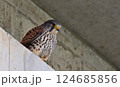 都市で生息するチョウゲンボウ 124685856