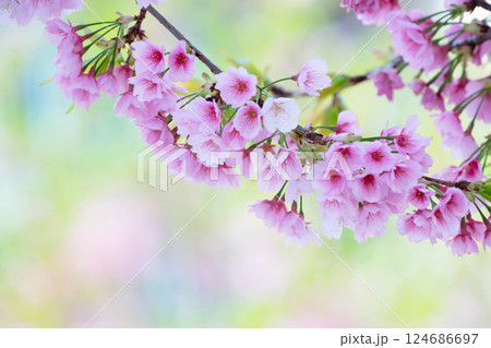 開花したばかりの桜 124686697