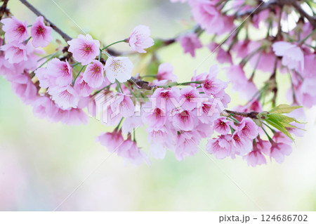 開花したばかりの桜 124686702