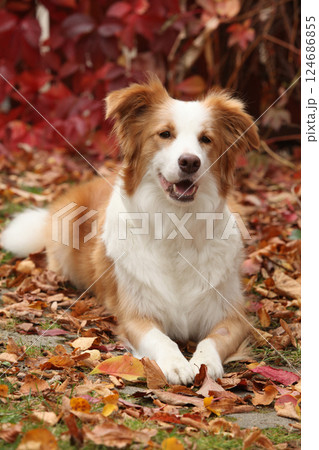 Potrait of amazing border collie in front of red leaves Potrait of amazing border collie in front of red leaves 124686855