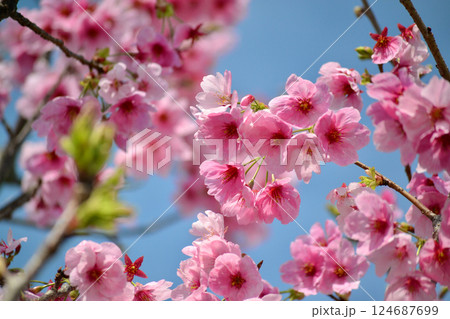 カワツザクラ 124687699