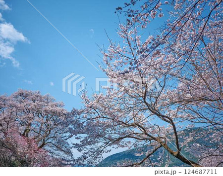高知のひょうたん桜 124687711