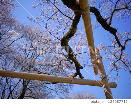 高知のひょうたん桜 124687715