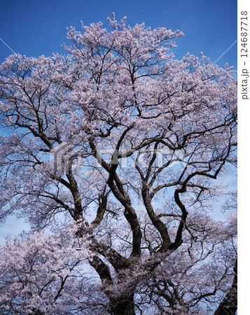 高知のひょうたん桜 高知のひょうたん桜 124687718