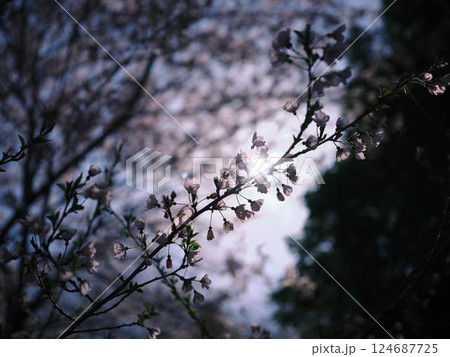 高知のひょうたん桜 124687725