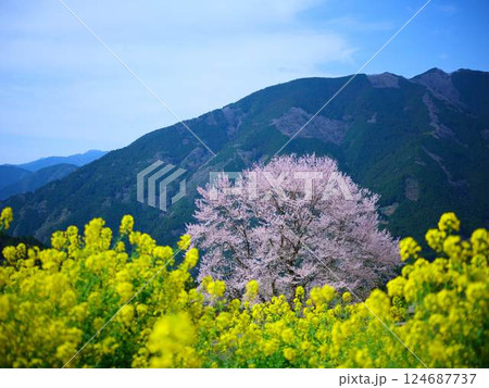 高知のひょうたん桜 124687737