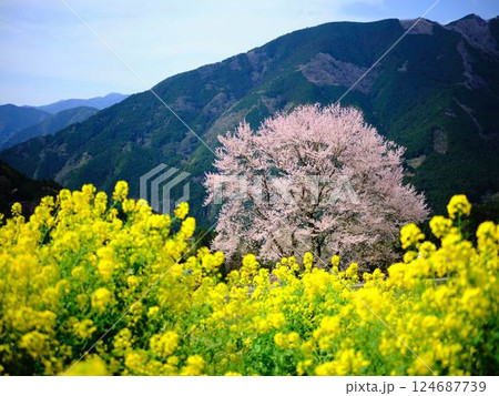 高知のひょうたん桜 124687739