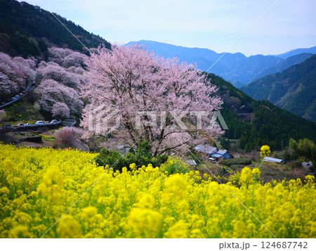 高知のひょうたん桜 高知のひょうたん桜 124687742
