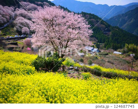 高知のひょうたん桜 124687745