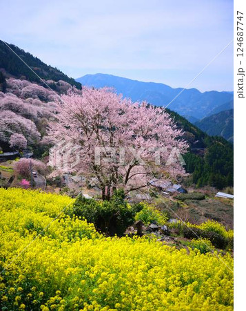 高知のひょうたん桜 高知のひょうたん桜 124687747