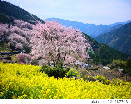 高知のひょうたん桜 124687748