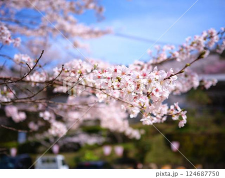 高知のひょうたん桜 124687750