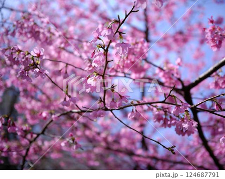 仁淀川に咲く花桃 124687791