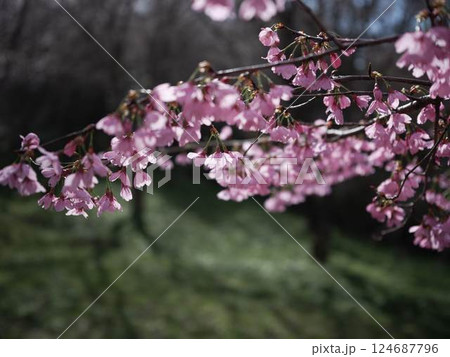 仁淀川に咲く花桃 仁淀川に咲く花桃 124687796