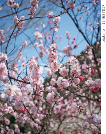 仁淀川に咲く花桃 仁淀川に咲く花桃 124687817