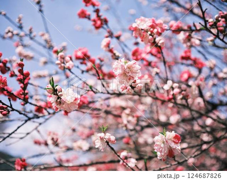 仁淀川に咲く花桃 仁淀川に咲く花桃 124687826