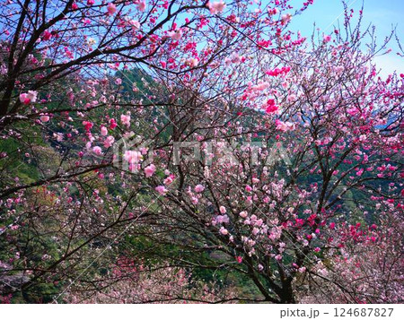 仁淀川に咲く花桃 仁淀川に咲く花桃 124687827