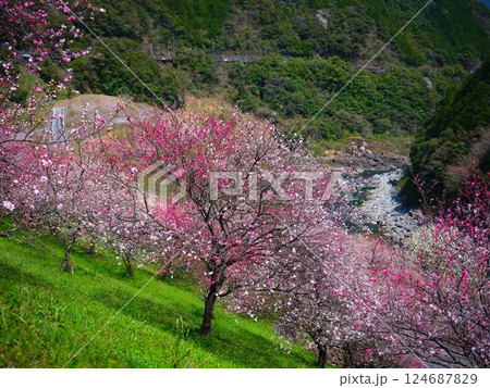 仁淀川に咲く花桃 仁淀川に咲く花桃 124687829