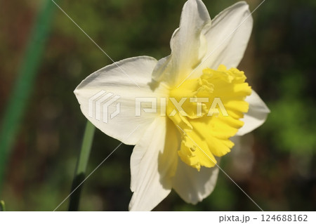 春の庭に咲く白い花びらに黄色いカップ咲きの副花冠のある水仙の花 春の庭に咲く白い花びらに黄色いカップ咲きの副花冠のある水仙の花 124688162