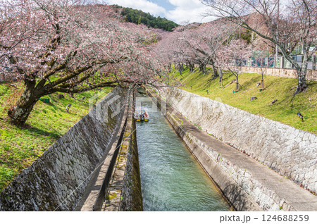 桜咲き始めの琵琶湖第一疏水 124688259
