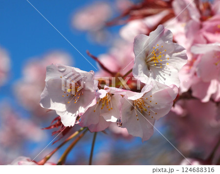 雨上がりのピンクの桜のクローズアップ(日差しを浴びたサトザクラの花々) 雨上がりのピンクの桜のクローズアップ(日差しを浴びたサトザクラの花々) 124688316
